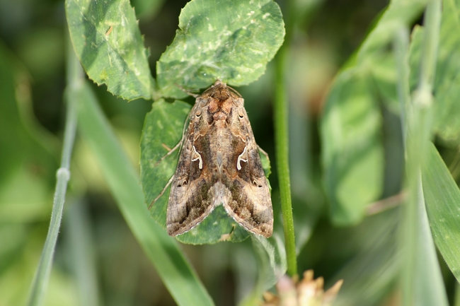 Farfalle di campo